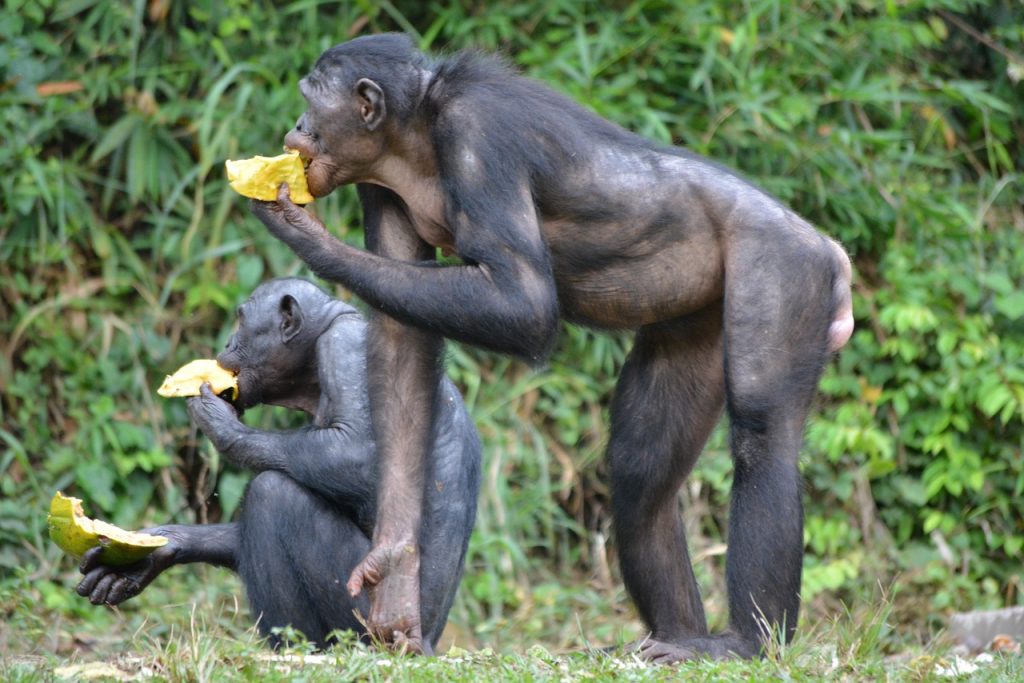 Šimpanz bonobo v dažďovom pralese
