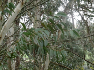 Eukalyptus pestovanie