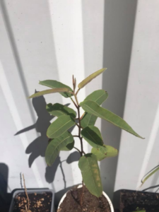 Eukalyptus pestovanie